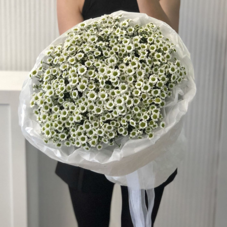 БУКЕТ ИЗ САНТИНИ