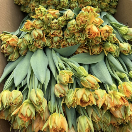 9 ПИОНОВИДНЫХ ТЮЛЬПАНОВ ОРКА С УПАКОВКОЙ